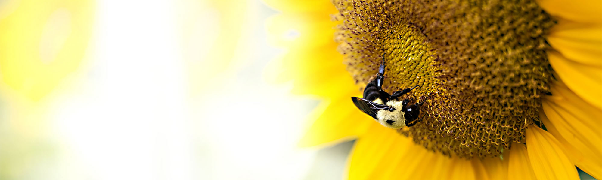 Bloom With Us Initiative Header Image